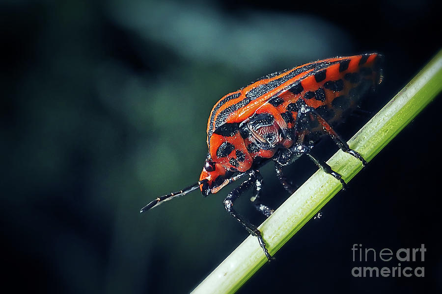 Wildlife Photograph - Graphosoma italicum Italian Striped Bug Insect by Frank Ramspott