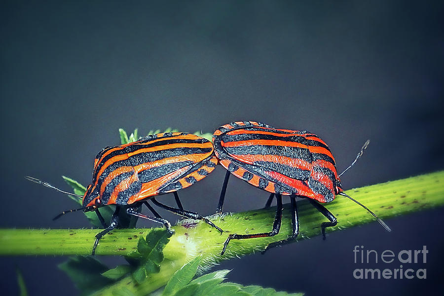 Wildlife Photograph - Graphosoma italicum Italian Striped Bugs Mating Insects by Frank Ramspott