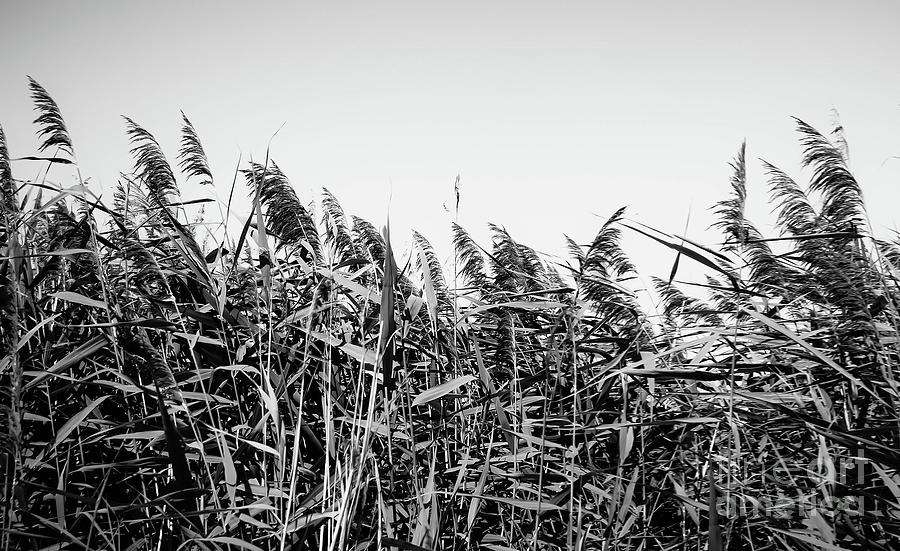 Gras black and white photography Photograph by Justyna Jaszke JBJart