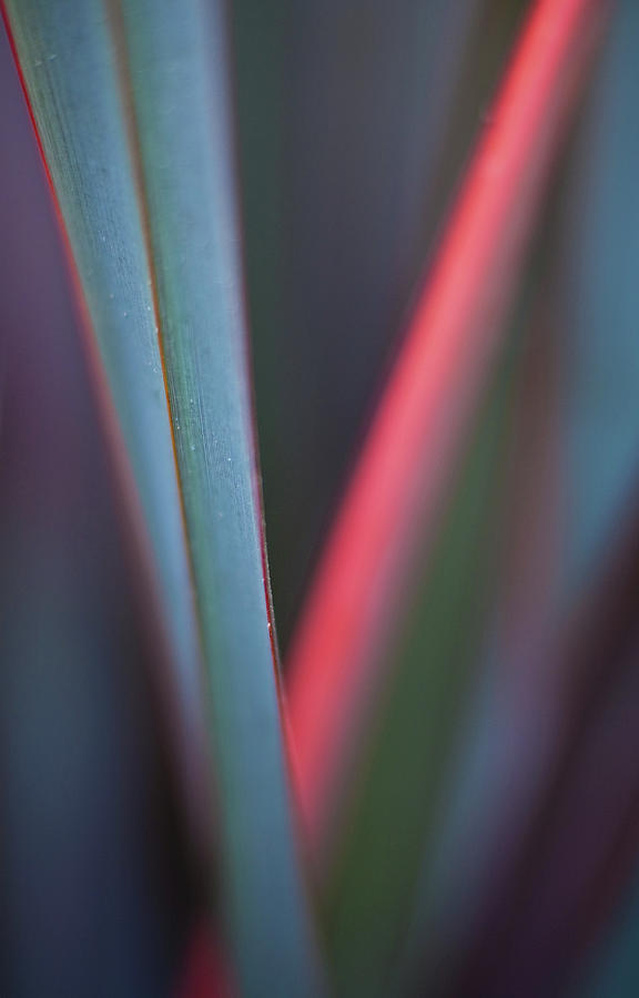 Grass Abstract Teal And Pink Photograph