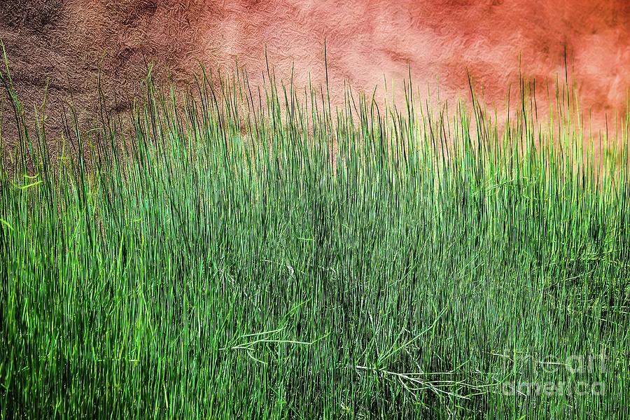 Grass Against A Wall Photograph by Jon Burch Photography