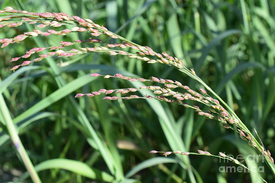 Grass Photograph By Agnes Lankus Fine Art America 8764