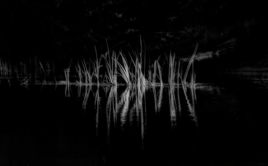 Grass along the rivers edge reflections Photograph by Dan Friend