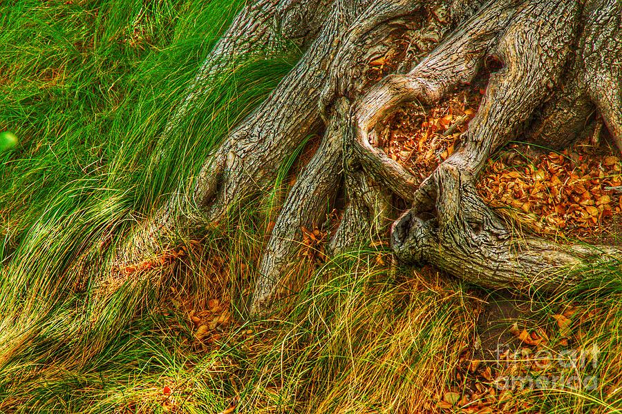 Grass Among Tree Roots  Photograph by Rodney Lee Williams