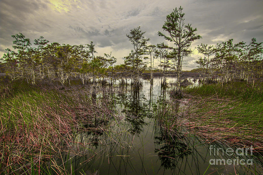 Grass and Cypress Reflection Photograph by Tom Claud