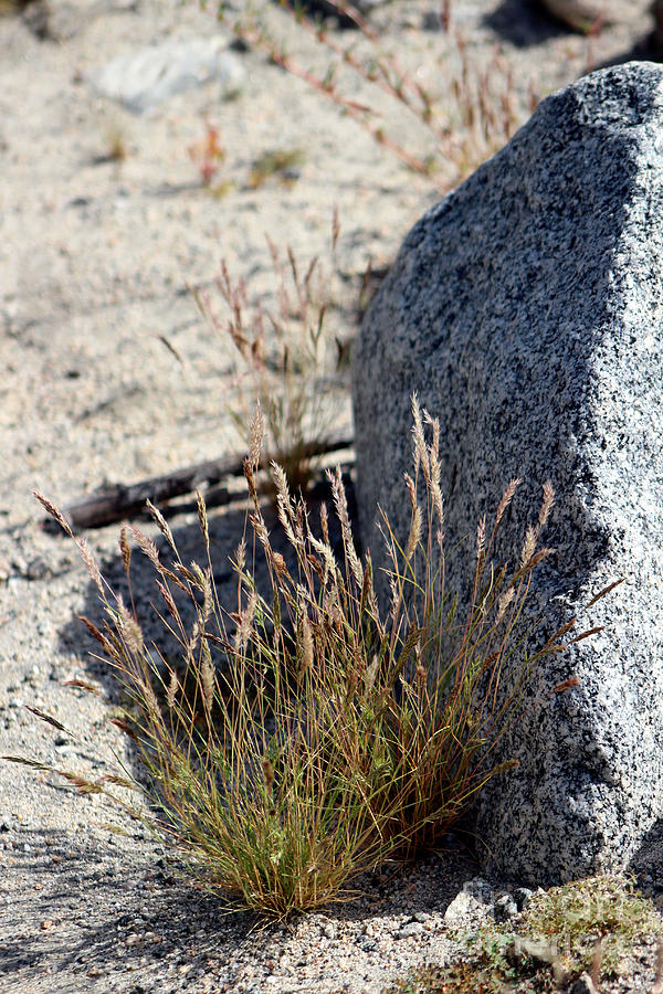 Grass and Granite Coachella Valley Wildlife Preserve Photograph by Colleen Cornelius