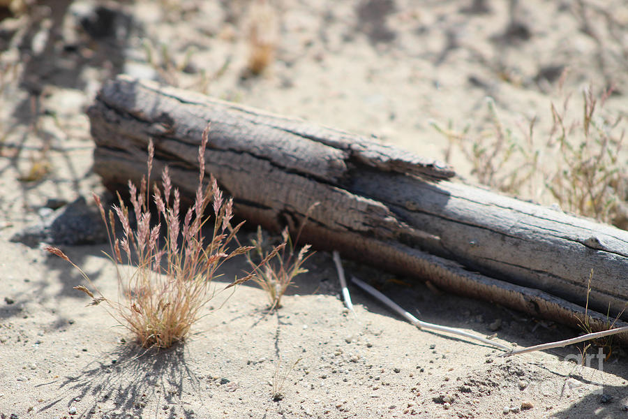 Grass and Log Coachella Valley Wildlife Preserve Photograph by Colleen Cornelius