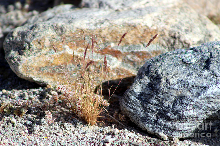 Grass and Rocks Coachella Valley Wildlife Preserve Photograph by Colleen Cornelius