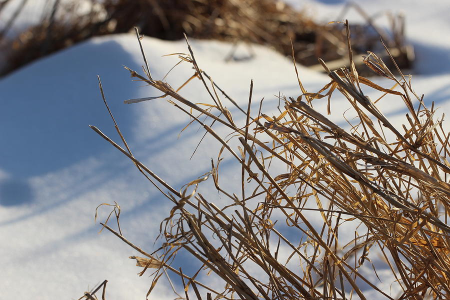 Grass and Snow Photograph by Joseph Skompski