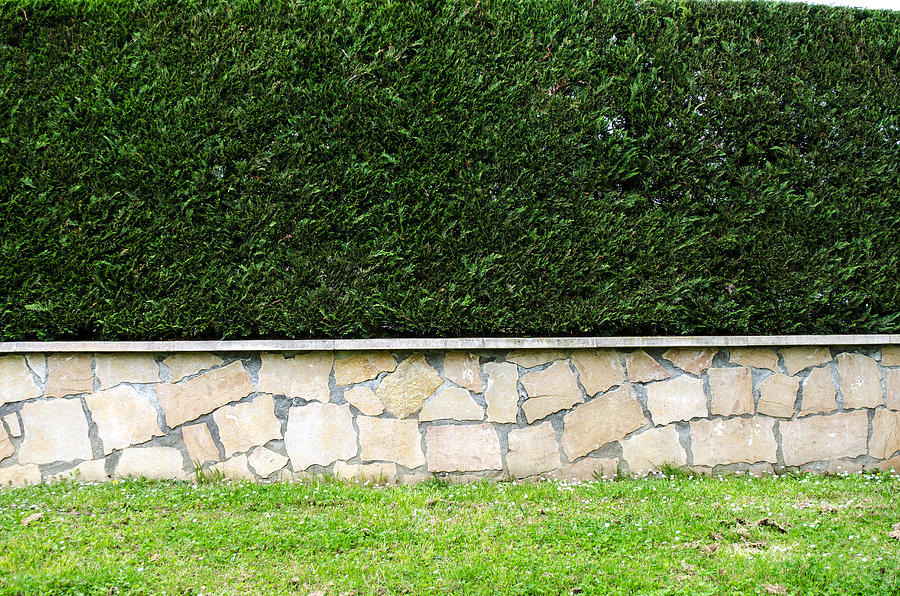 Grass and wall Photograph by David Crespo