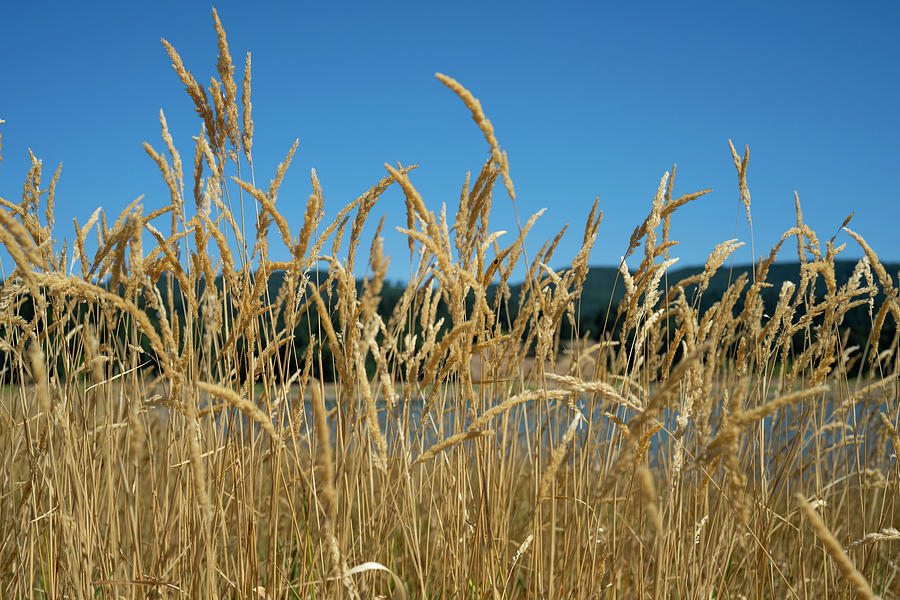 Grass at Henry Hagg Lake Photograph by Robert Potts