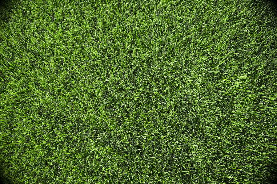 Grass Background Photograph by Yasinguneysu