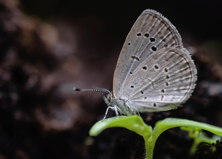 Grass blue butterfly Photograph by Vishwanath Bhat