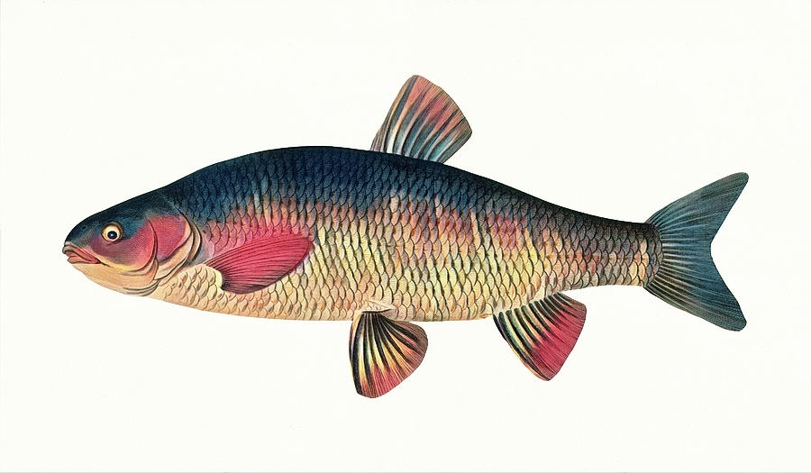 Grass Carp Fish Digital Art by Deborah League