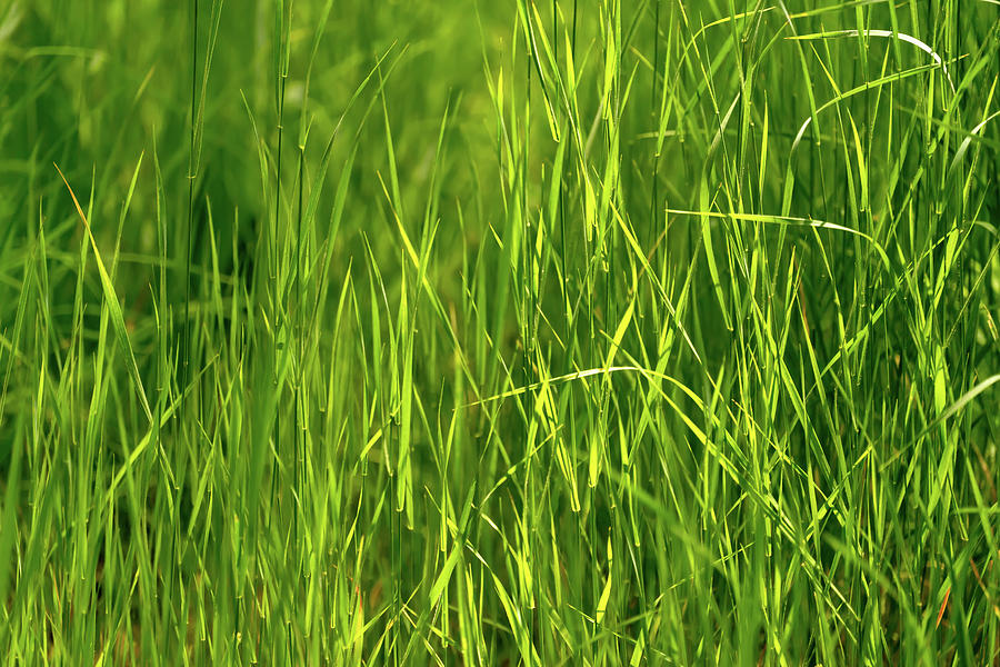 Grass Photograph by Christopher Johnson
