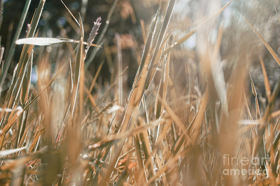 Grass close up  Photograph by Tom Gowanlock