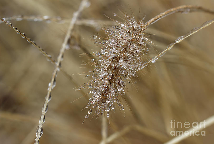 Grass Crystals Photograph by Karen Adams