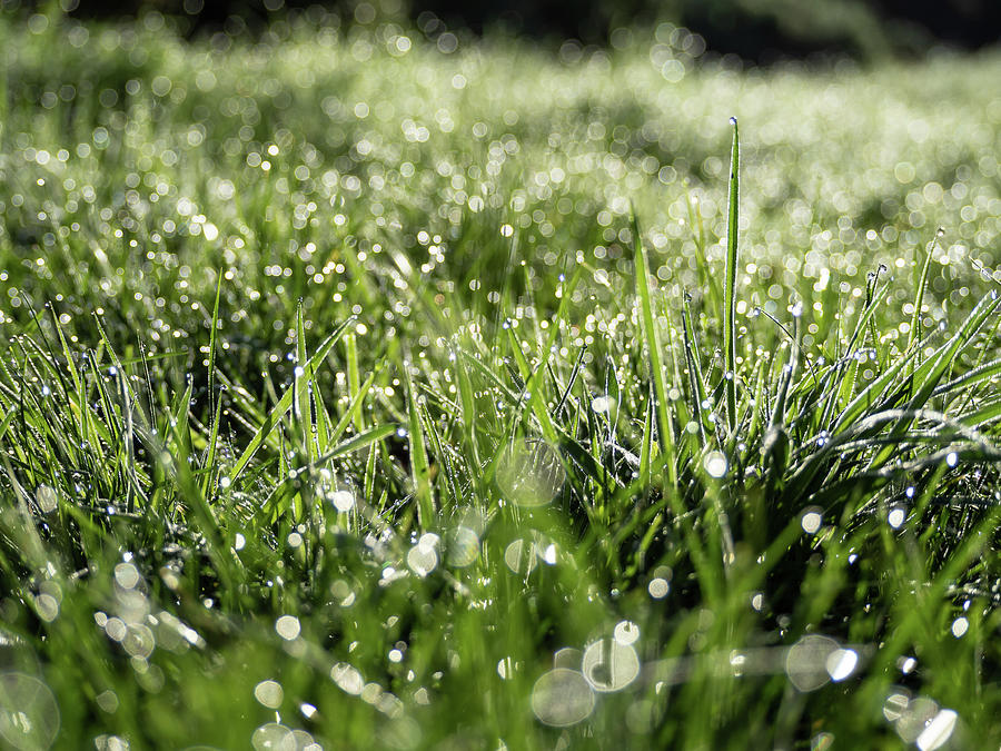 Grass, dew, bokeh Photograph by Sophie Millward Shoults - Fine Art America