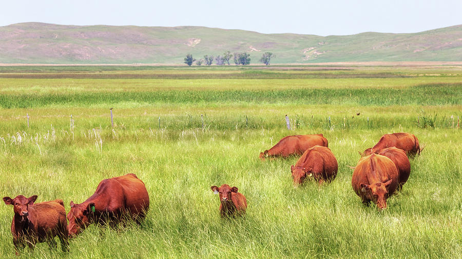 Grass Fed - Nebraska Sandhills Photograph by Susan Rissi Tregoning