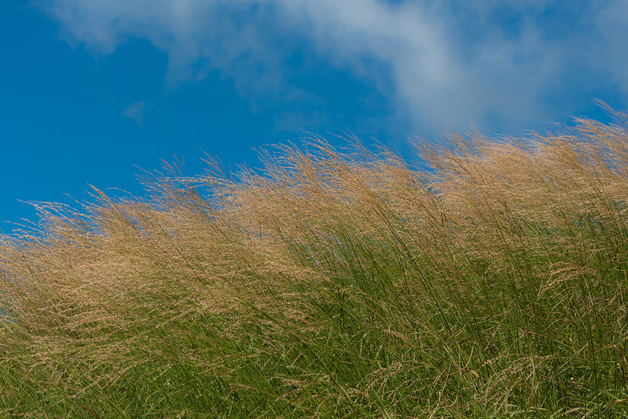 Grass field with blue sky Photograph by Witchaphon Saengaram