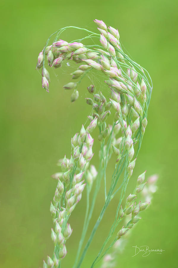 Grass Florets #5010 Photograph