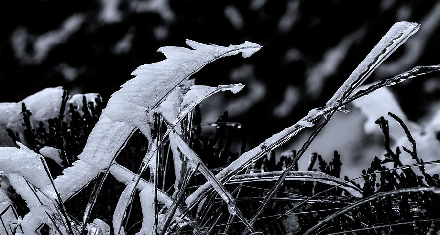 Grass Icicles Black and White Photograph by Pelo Blanco Photo