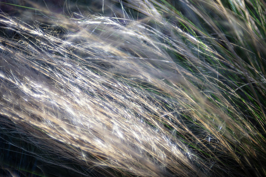 Grass in Breeze Photograph by Stephen Paul Young - Fine Art America