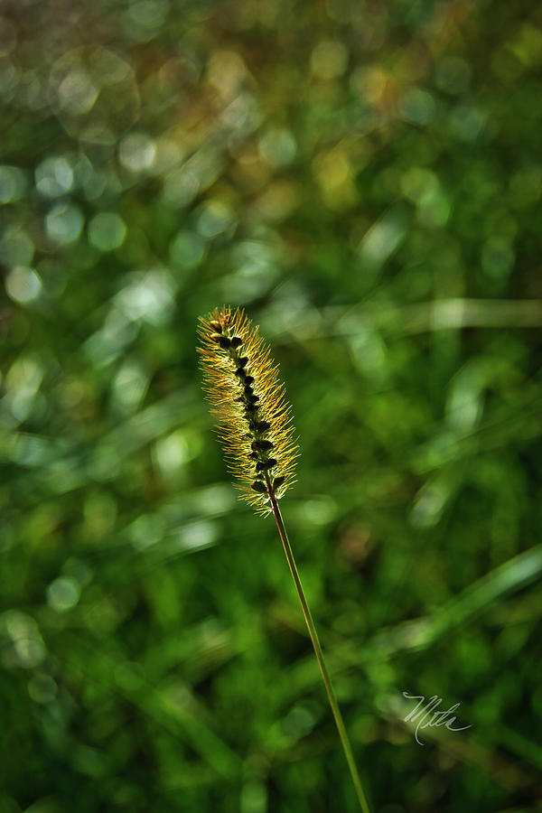 Grass In Fall Photograph by Meta Gatschenberger