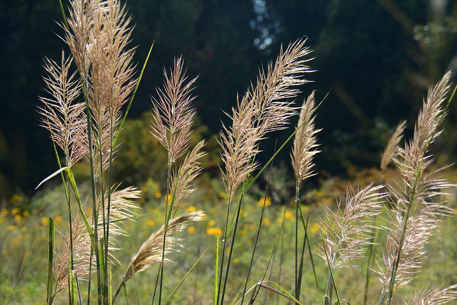 Grass in the wind Photograph by Brigitta Diaz - Fine Art America