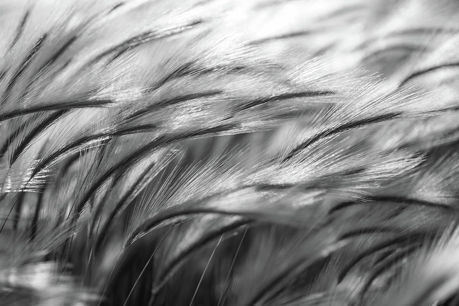 Grass In The Wind Photograph by Matt Halvorson
