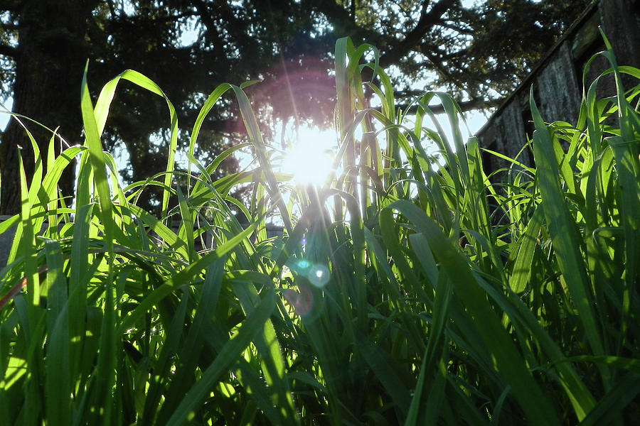 Grass Level Photograph by Keri Epperson Photography - Pixels