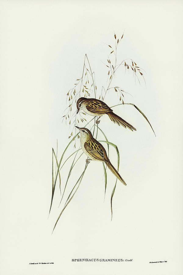 John Gould Drawing - Grass-loving Sphenoeacus, Sphenoeacus gramineus by John Gould