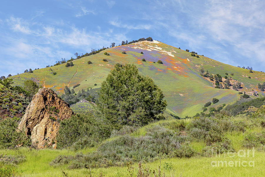Grass Mountain Lupines and Poppies Photograph by Vivian Krug Cotton