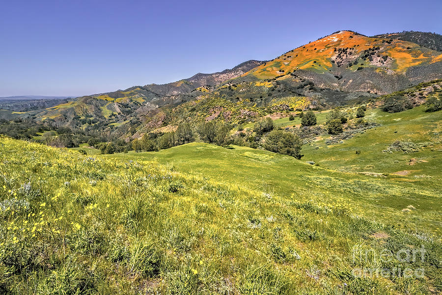 Grass Mountain California Poppies Photograph by Vivian Krug Cotton