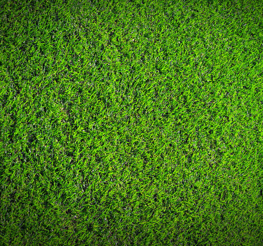 Grass Nature Photograph by VladyslavDanilin