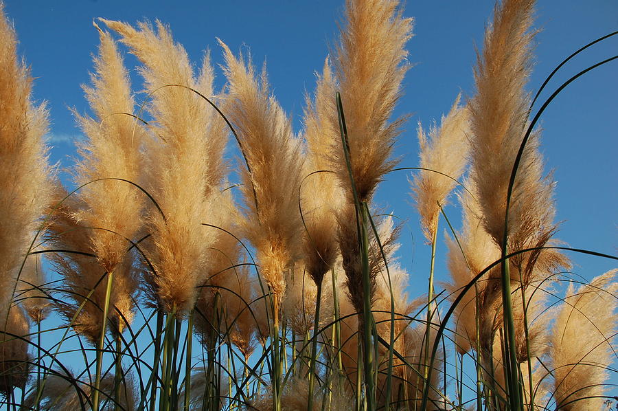 Grass Photograph By Niccole Ryuko - Fine Art America