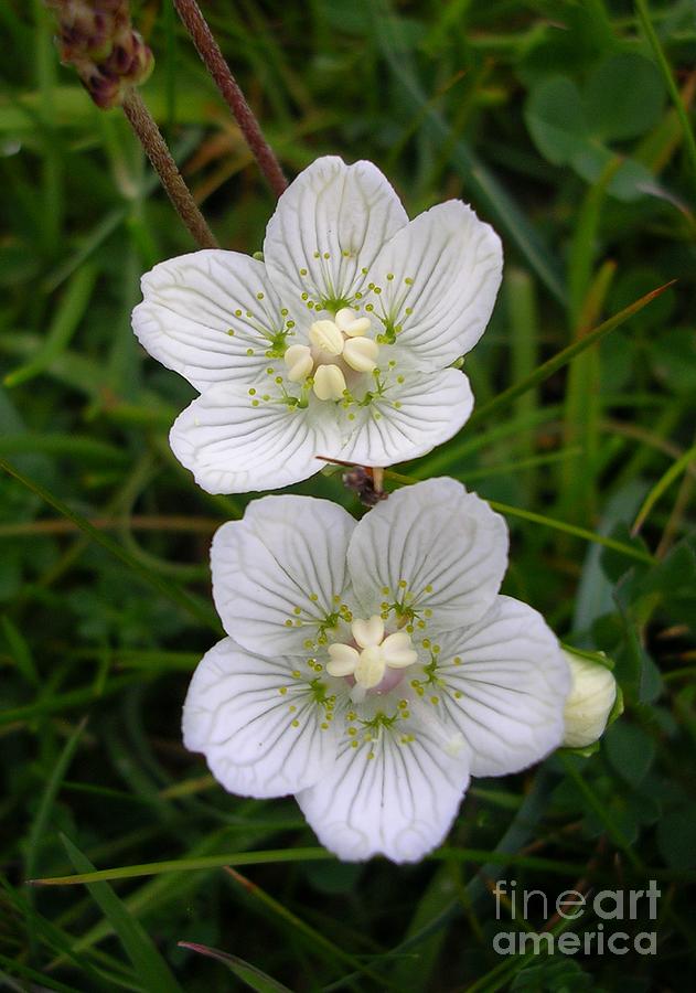 Grass of Parnassus Photograph by Lesley Evered