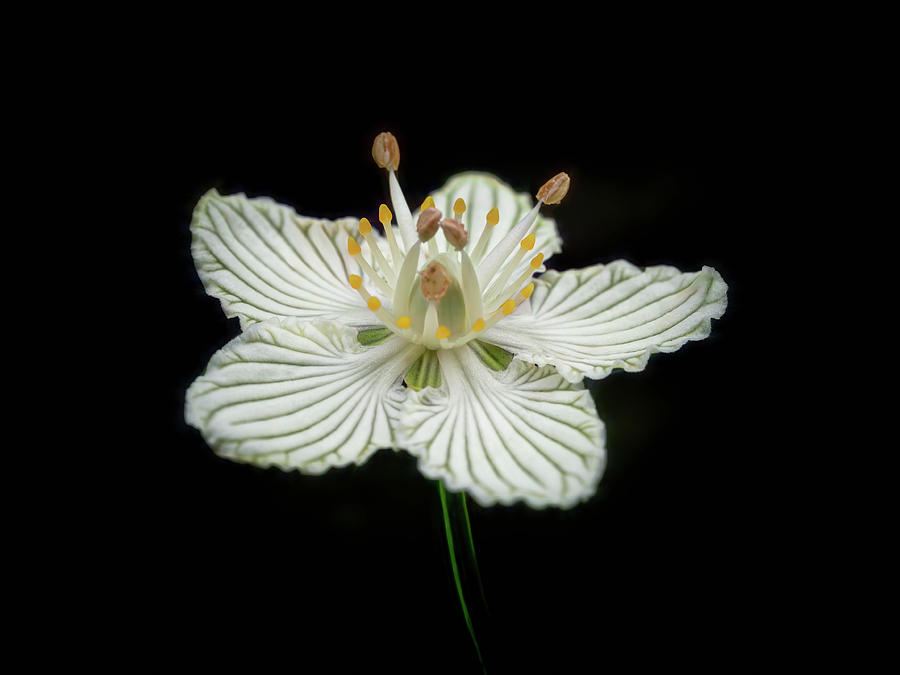 Grass of Parnassus Photograph by Louise Lindsay