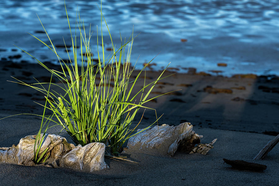 Grass on Driftwood Photograph by Robert Potts