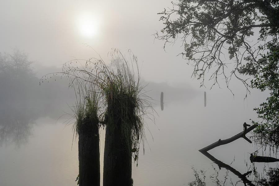 Grass on Pilings,  Photograph by Robert Potts