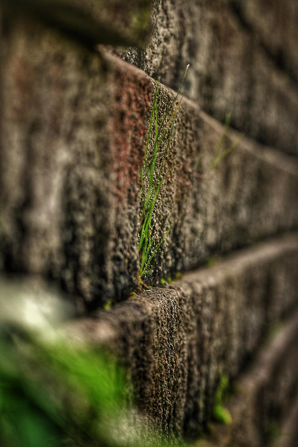 Grass on Wall Photograph by Evan Foster