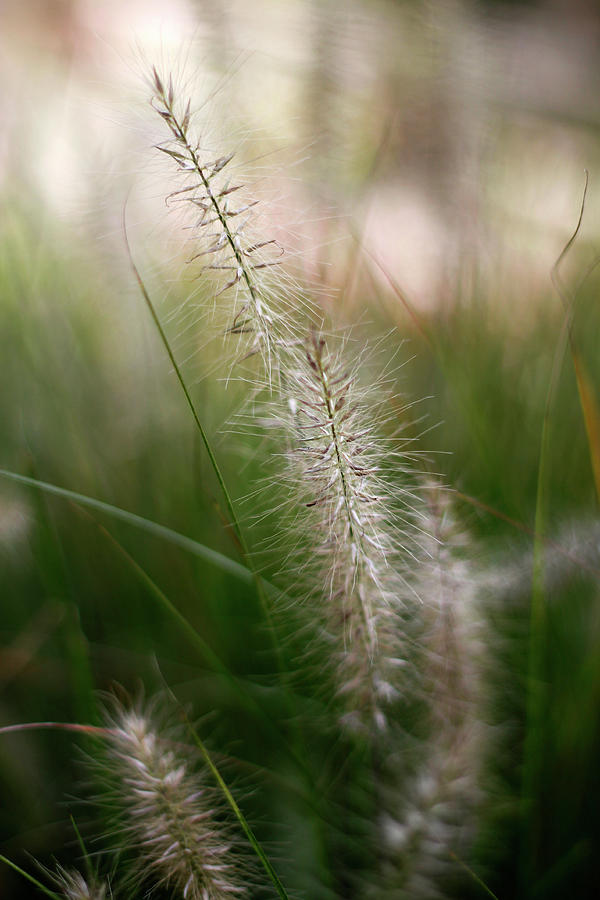 Grass Or Sedge - September 2023 Photograph by Joseph A Langley Grass Or Sedge - September 2023 Photograph by Joseph A Langley