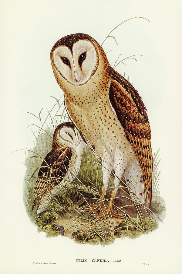 John Gould Drawing - Grass-Owl, Strix candida by John Gould