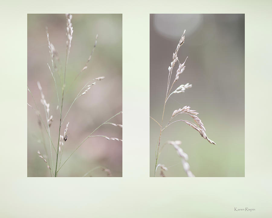 Summer Photograph - Grass panicle by Phil And Karen Rispin