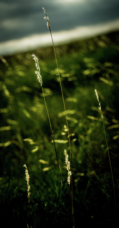 Smoke Photograph - Grass by Peyton Vaughn Smoke Photograph - Grass by Peyton Vaughn