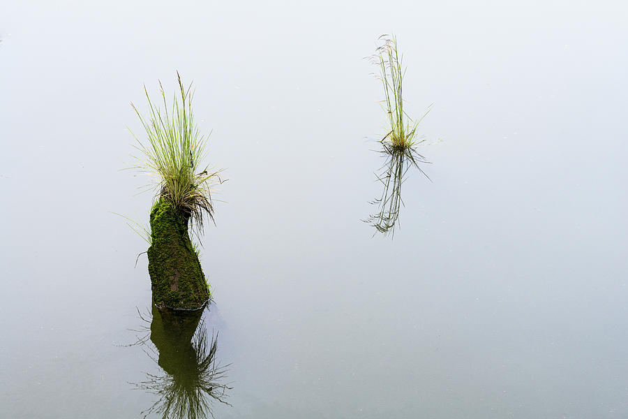 Grass Piling Caps Photograph by Robert Potts