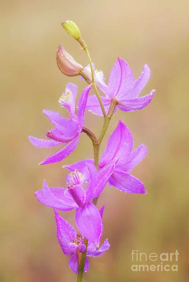 Grass Pink Michigan Wild Orchid FL10752 Photograph by Mark Graf
