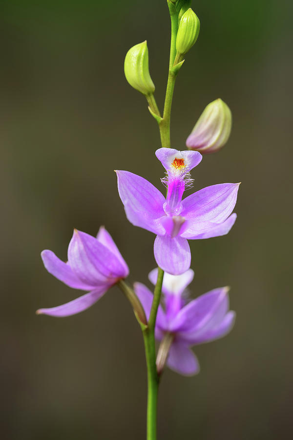 Grass Pink Orchid Photograph by Rudy Wilms