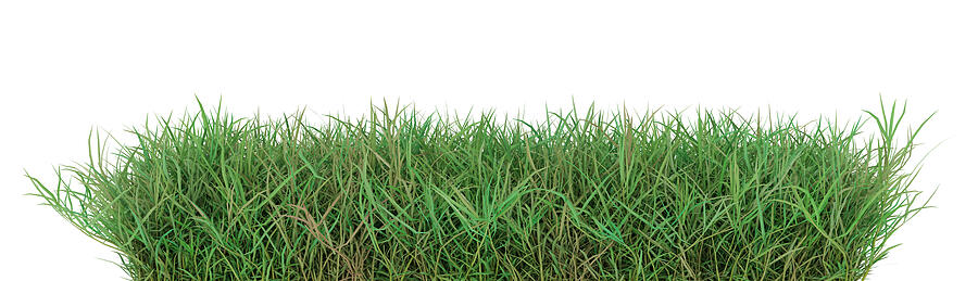 Grass, Quark grass viewed from the side, isolated on a white background 3D Render Photograph by Andrew Dernie