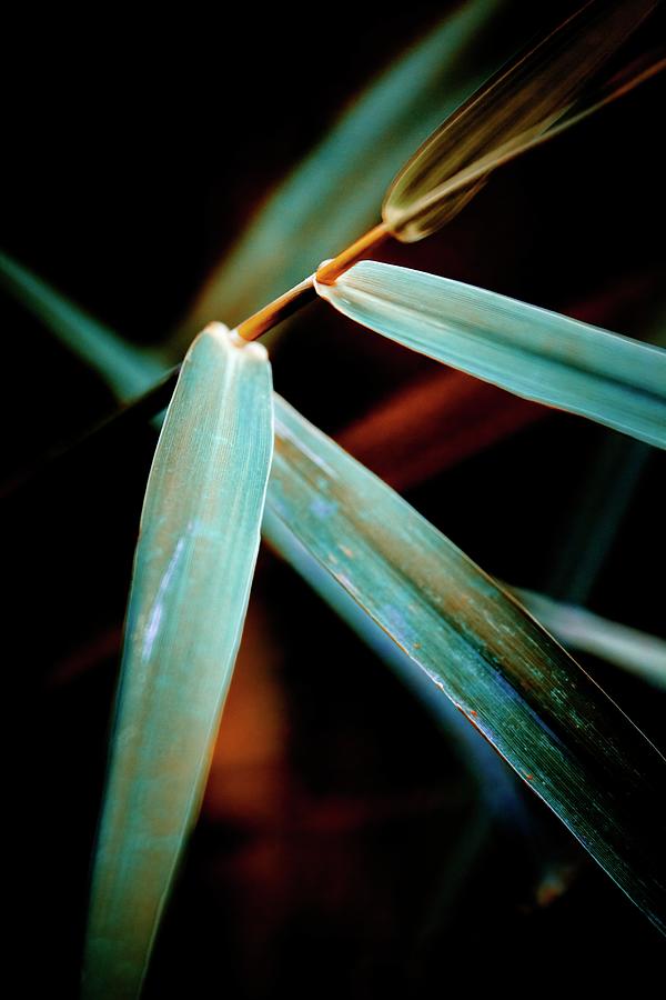 Grass Photograph by RicharD Murphy